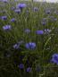 Preview: Kornblumen Blüten mit Kelch Bio-Qualität zum Räuchern